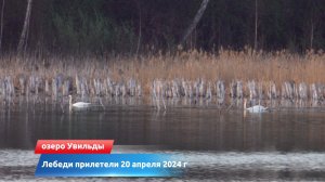 Лебеди на озере Увильды 20 апреля 2024 г