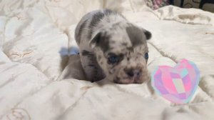Окрас мерле, щенок французского бульдога. 🐾🐶/Merle color, french bulldog puppy.