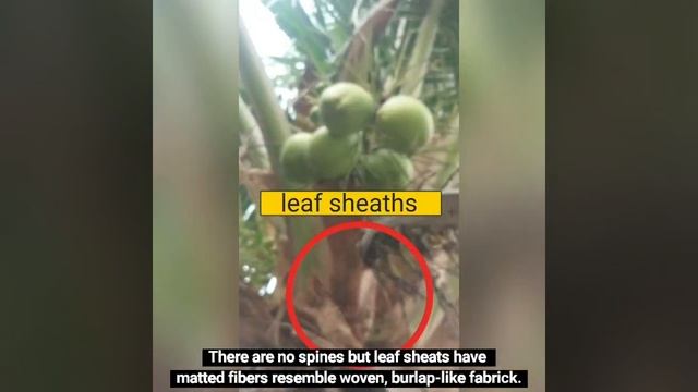 P4_Arecoideae_Coconut_Cocos_Nucifera смотреть онлайн