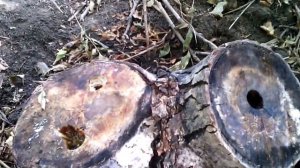 Вешенки на пнях 2015г. Выращивание на пнях