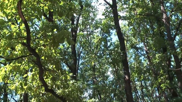 Футаж Новосибирский зоопарк 001157 смотреть онлайн