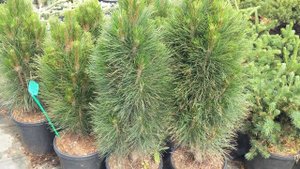 Сосна черная "Грин Тауэр" Pinus nigra "Green Tower"