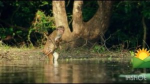 @Top 10 wild animals/ В мире животных. Малыши в дикой природе  Макаки