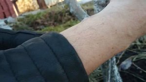 Прививка разных сортов груши на одно дерево