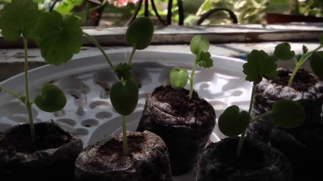 Пеларгония из семян,пикировка часть 2 смотреть онлайн