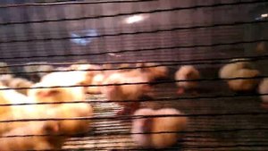 Зимнее выращивание бройлерных цыплят