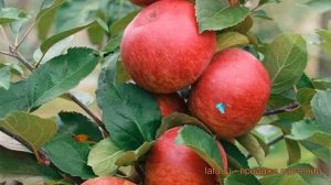 Яблоня красный Лето красное (malus) ? Лето красное обзор: как сажать, саженцы яблони Лето красное
