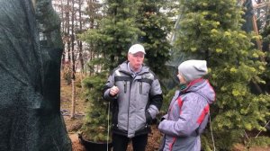 Особенности пихты Корейской. Ответы на вопросы | Дендропарк