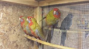 Пенантовая розелла, красная розелла (Platycercus elegans) продажа оптом.