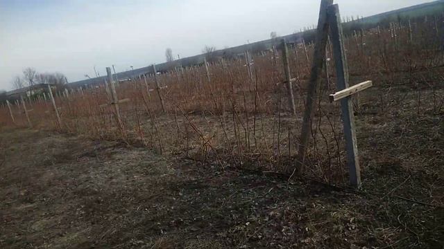 #Малина #ТулаМеджик смотреть онлайн