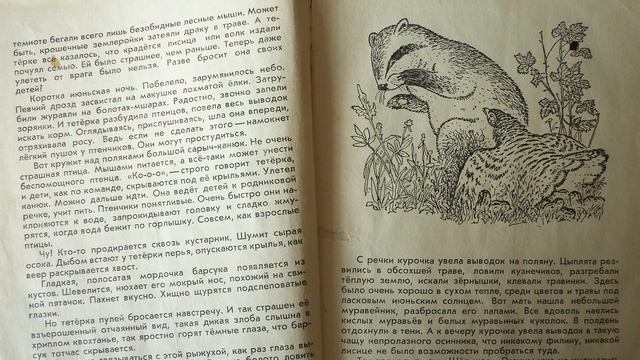Nikonov: Skazki lesa - Никонов: Сказки леса смотреть онлайн