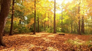 Золотая осень