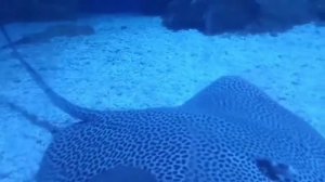 Хургада 2021. аквариум Хургада, экскурсия из Хургада. Egypt 25