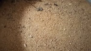 Минералы для кур. Нужен ли песок курам?