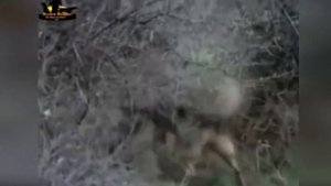 Дикий Вепрь в Деле / Кабан Против Гепарда, Тигра, Варана