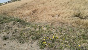 VID_20240518_150257.mp4