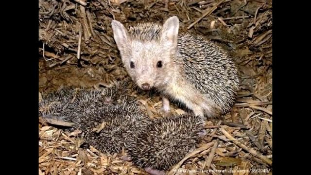 Потешки Колючий ежик песня клип erizo espinoso Prickly hedgehog とげだらけのハリネズミ.mp4