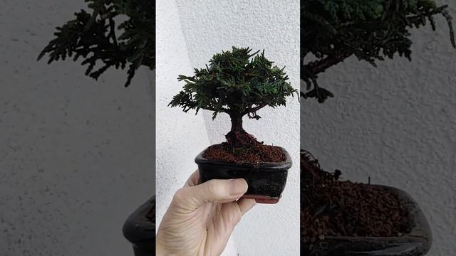 Bonsai Hinoki Scheinzypresse - chamaecyparis obtusa