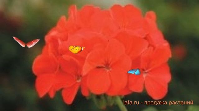 Пеларгония зональный Дип Ред ? пеларгония Дип Ред обзор: как сажать семена пеларгонии Дип Ред смотреть онлайн