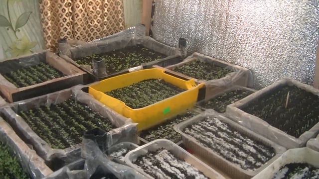 Петунія перше підживлення