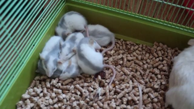 КРЫСА РОДИЛА ОЧЕНЬ МНОГО КРЫСЯТ. ВСЕ КРЫСЯТА ВЫЖИЛИ :)