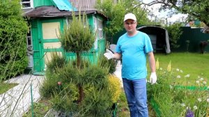 Формирование сосны. Стрижка хвойных
