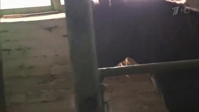 Полезность кумыса