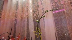 Досвечивание орхидей в осенне-зимний период.