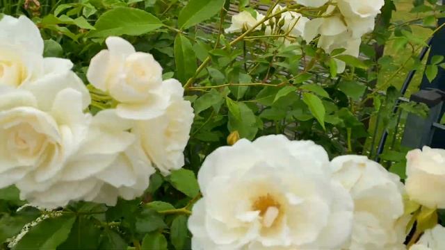 Kordes rose `Schneewittchen´, Rose of the world, Most beautiful rose in white : My personal rose re смотреть онлайн