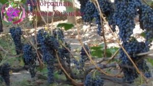 Виноград Красень 2018 HD