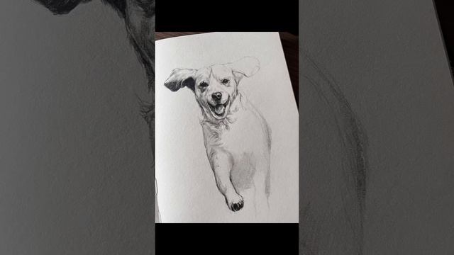 The cutest puppy’s realistic sketch drawing 爱你的小狗向你跑来哟