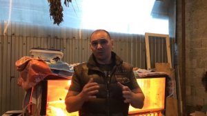 Самые часто задаваемые вопросы о Бройлерах. Можно ли оставить на племя и др. ...