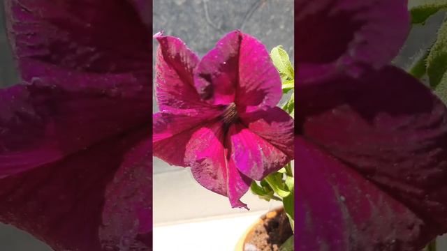 Petunia-Dark Pink