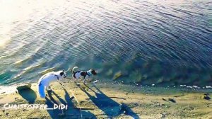 Лис и пёс /Jack Russell terrier /pet fox Christoffer