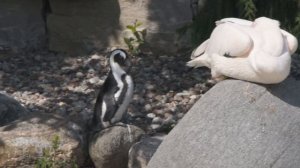 Зоопарк в Торонто - самый большой зоопарк в Канаде