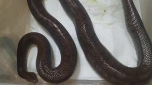 Колумбийский радужный удав рождение