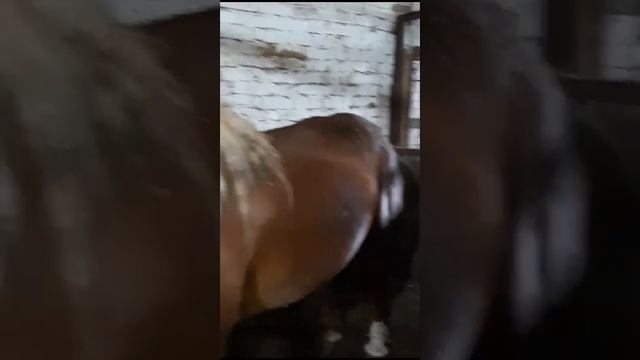 лошадь советский тяжеловоз возраст 2.5 года смотреть онлайн