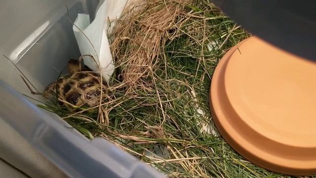 Среднеазиатская сухопутная черепаха.  Russian Tortoise.