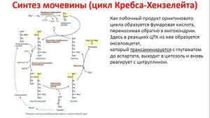 Биохимия. Лекция 40. Обмен аминокислот. 2 часть. Обезвреживание аммиака