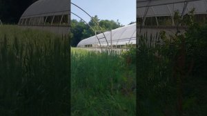 Арочная теплица с боковым проветриванием.