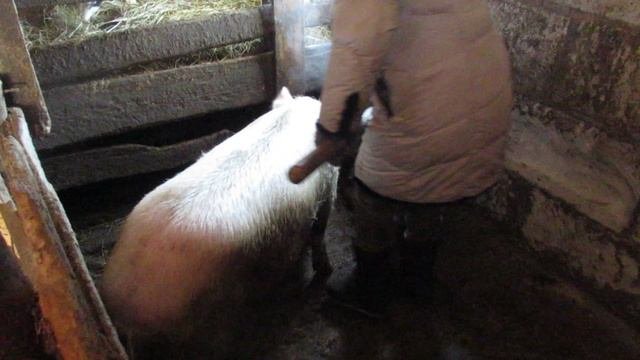 Кормлю свинью, убираю навоз.
