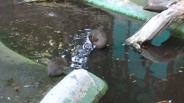 Wrocław Zoo, Poland. Coypus (nutrias, River Rats) / Nutrie