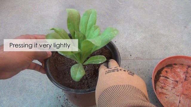 Know the Right Way to Grow n Care for Calendula in Pots [With Results] смотреть онлайн