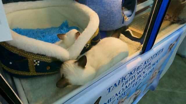 Тайские кошки и котята. [4K UHD] смотреть онлайн