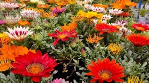 Gazania linearis, Gupta Nursery Pvt. Ltd