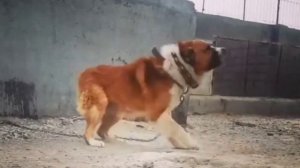 АЛАБАЙ
