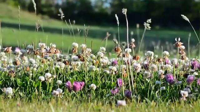 мы родились в//в мире животных//обзор канала смотреть онлайн
