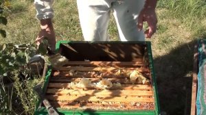 Сокращение гнезда пчел осенью. 2023 год.