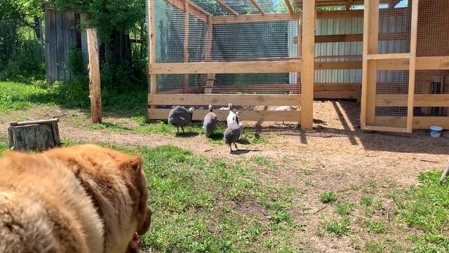 #203 КУПИЛИ ДОМ В ДЕРЕВНЕ. Что и почём купили на рынке? Посадили виноград / Переезд на ЮГ России смотреть онлайн