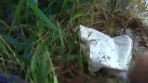 Караси-толстячки на поплавочную удочку2